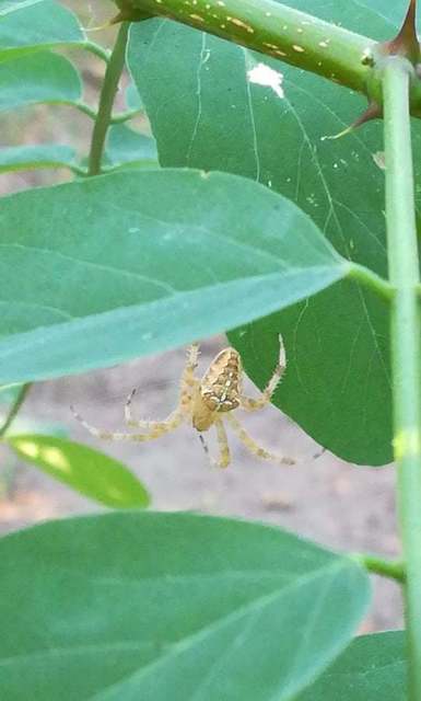 Araneus diadematus - koronás keresztespók Araneus diadematus - koronás keresztespók