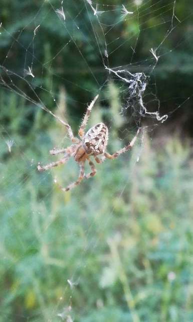 Araneus diadematus - koronás keresztespók Araneus diadematus - koronás keresztespók