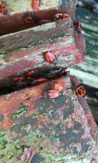 Pyrrhocoris apterus - verőköltő poloska