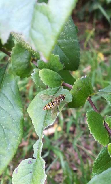 Episyrphus balteatus - ékfoltos zengőlégy