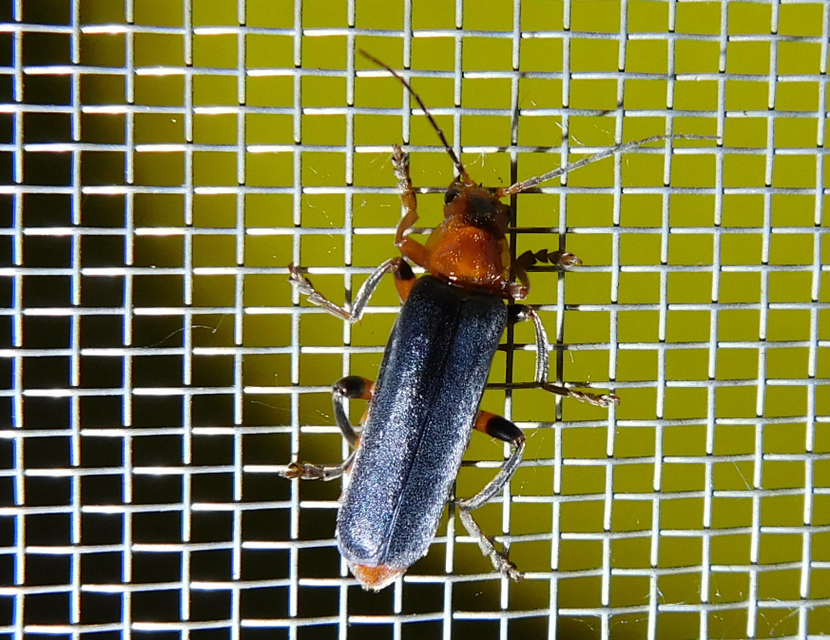 Cantharis livida - mezei lágybogár