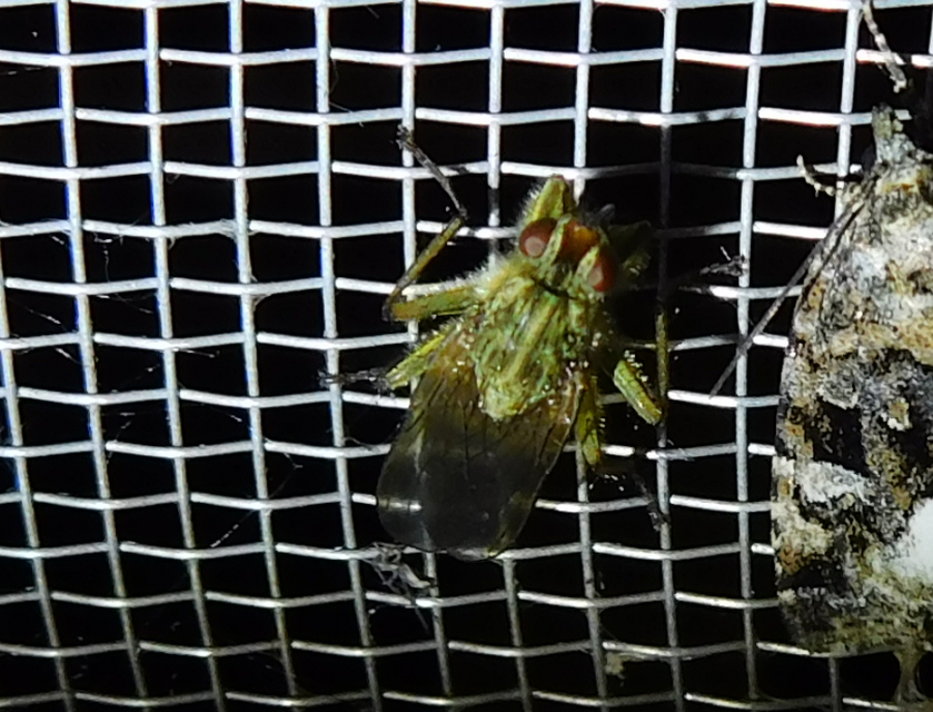 Scathophaga