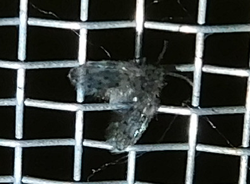 Psychodidae - lepkeszúnyogok