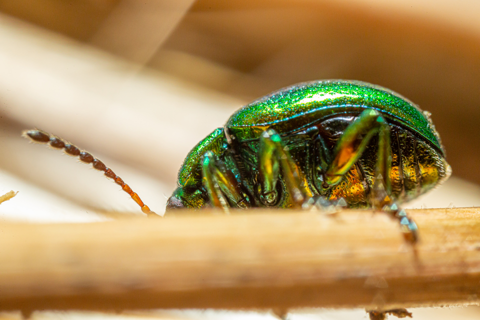 Chrysolina herbacea - zöld mentalevelész