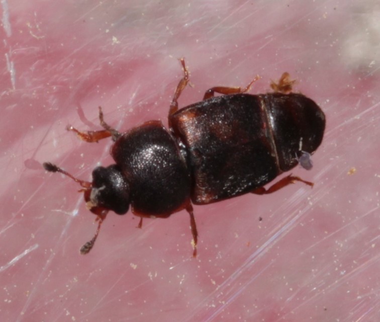 Urophorus humeralis - vállfoltos gyümölcsfénybogár Urophorus humeralis - vállfoltos gyümölcsfénybogár