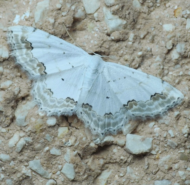 Scopula ornata - díszes fehéraraszoló