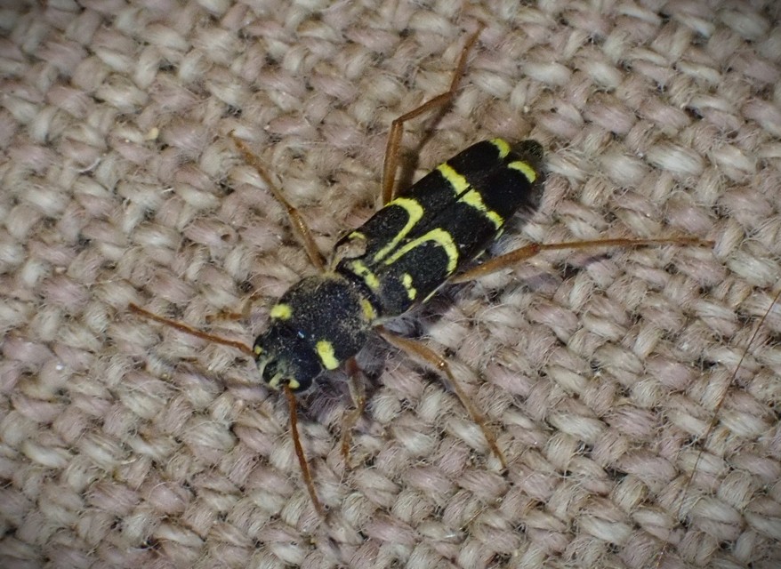 Xylotrechus arvicola - gazdászcincér