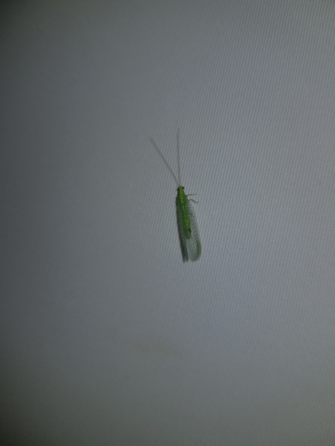 Chrysopidae - zöldfátyolkák