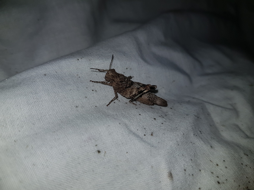 Oedipoda caerulescens - kékszárnyú sáska