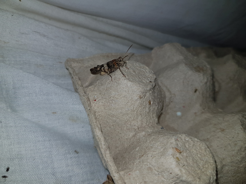 Oedipoda caerulescens - kékszárnyú sáska