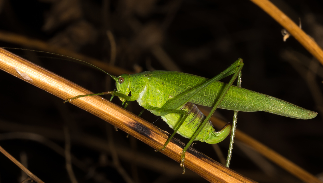Phaneroptera nana - pontozott repülőszöcske