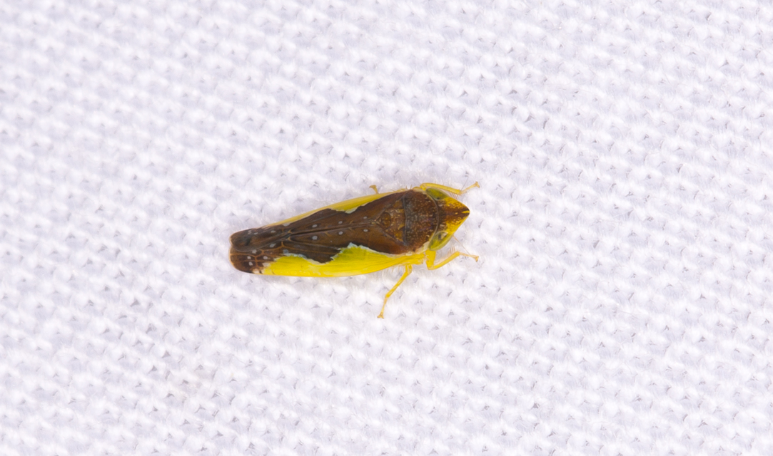 Platymetopius Platymetopius