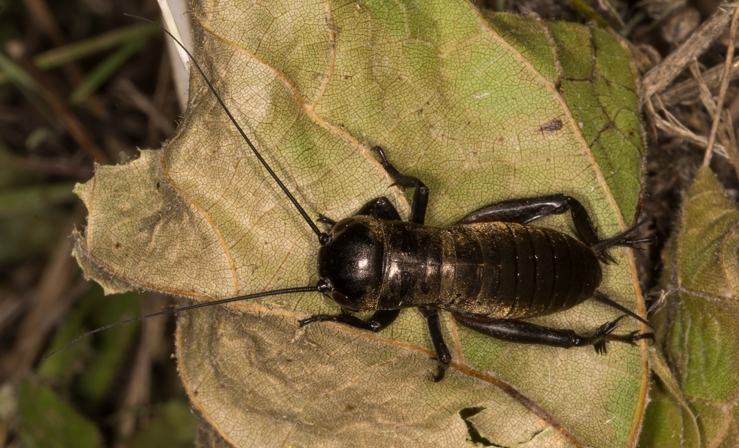 Gryllus campestris - mezei tücsök
