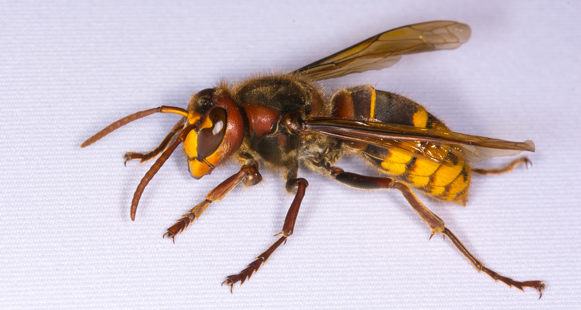 Vespa crabro - lódarázs