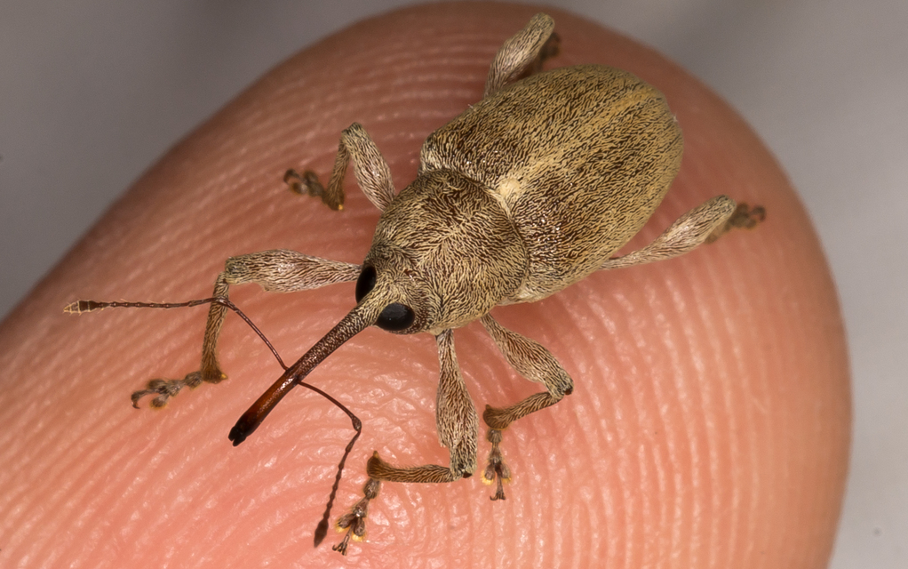 Curculio propinquus - halvány zsuzsóka