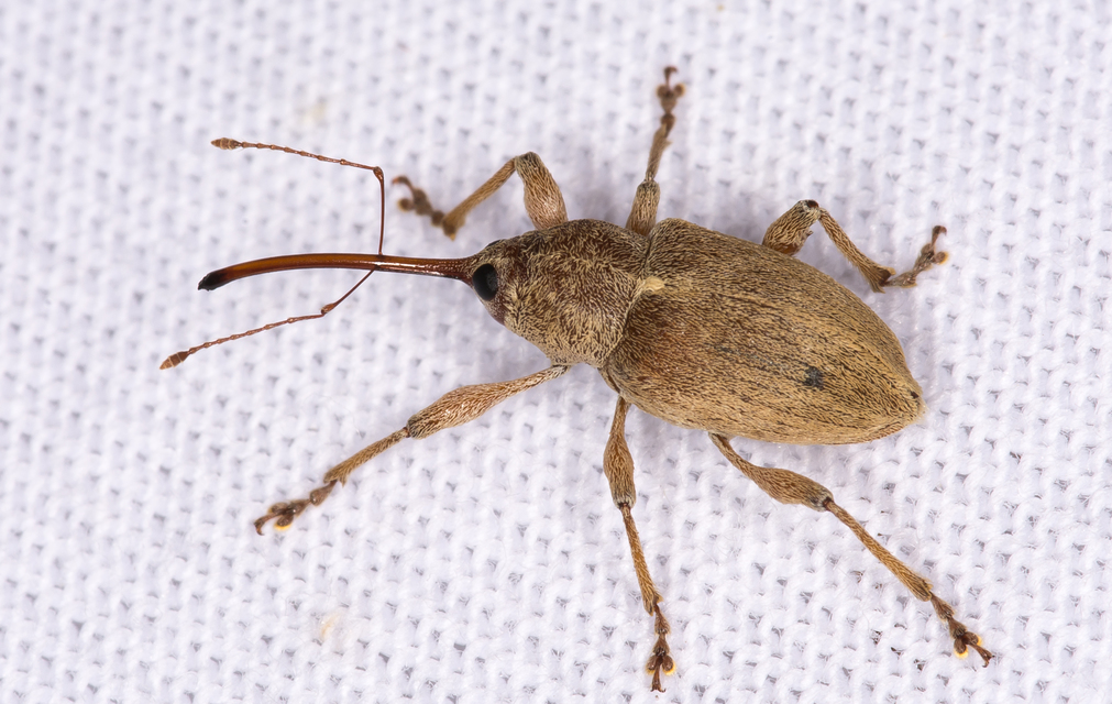 Curculio propinquus - halvány zsuzsóka