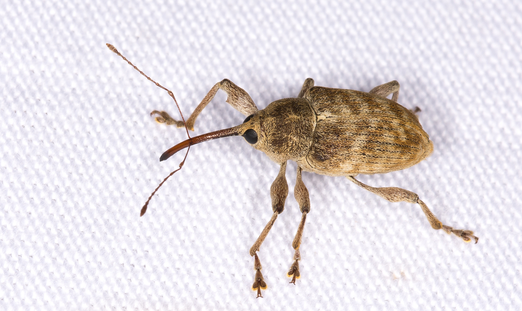 Curculio elephas - gesztenyezsuzsóka
