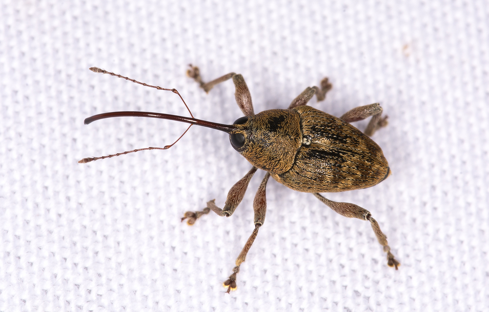 Curculio glandium - tölgymakkzsuzsóka