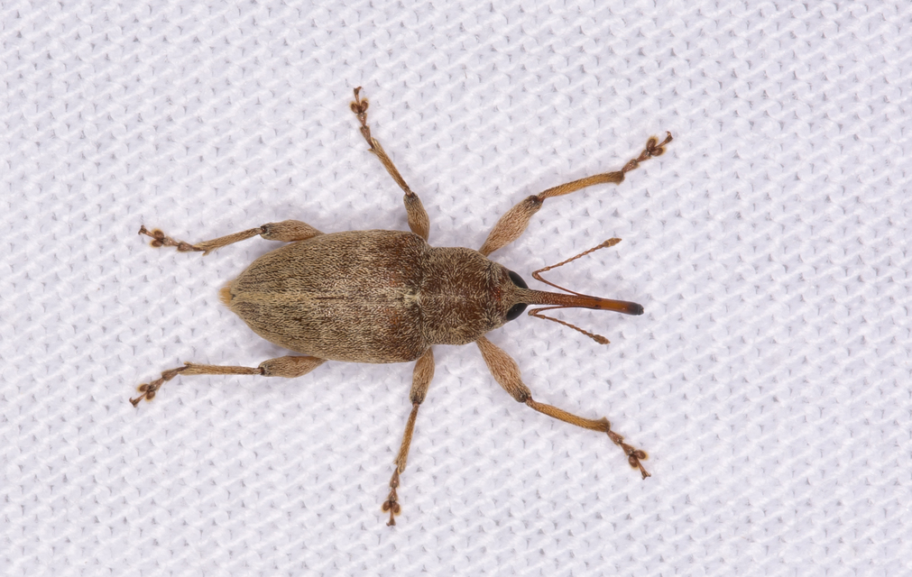 Curculio propinquus - halvány zsuzsóka