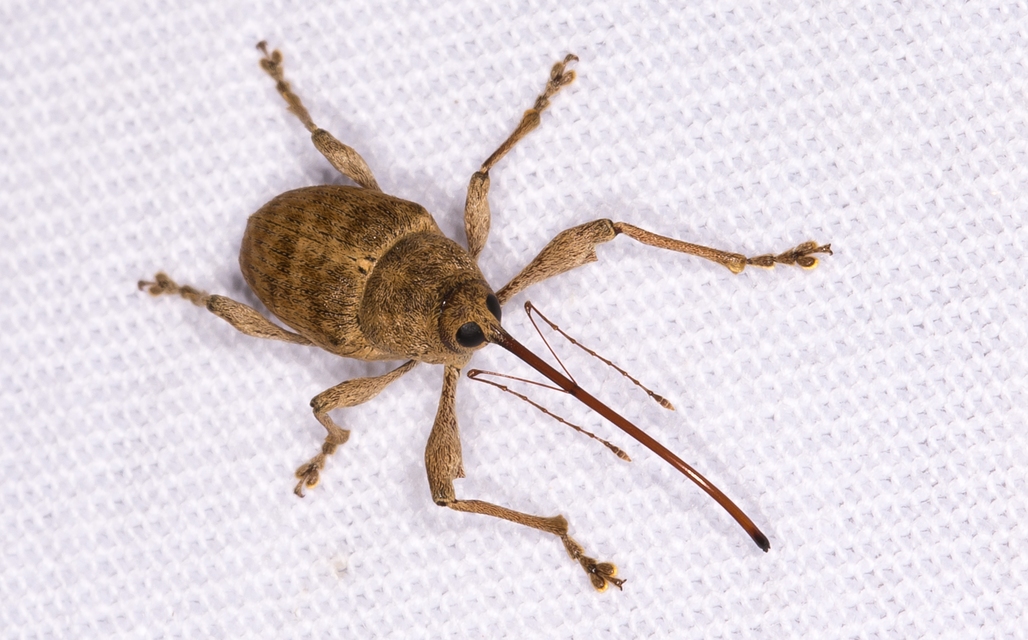 Curculio elephas - gesztenyezsuzsóka