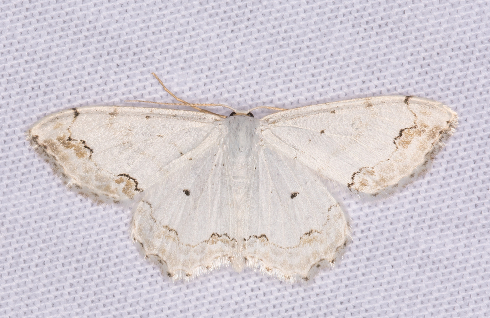 Scopula ornata - díszes fehéraraszoló