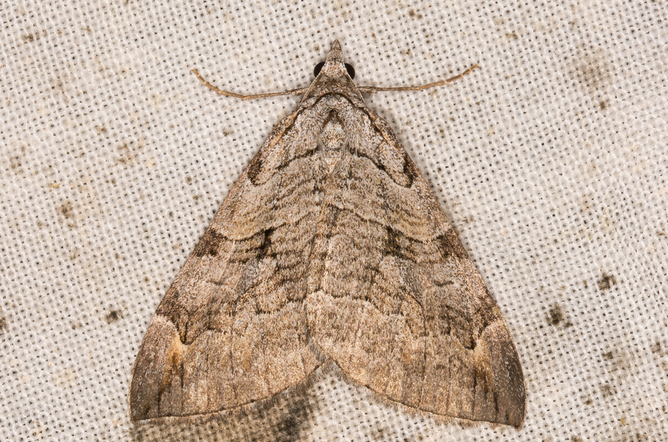 Aplocera efformata/plagiata