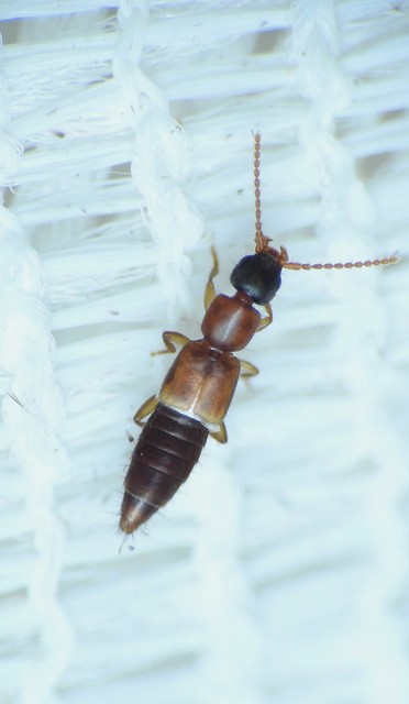 Lithocharis nigriceps - sárgás rétiholyva Lithocharis nigriceps - sárgás rétiholyva