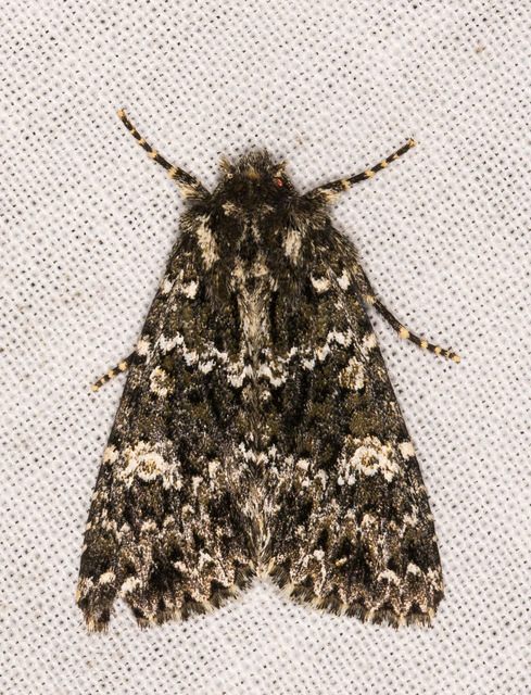 Polymixis polymita - kankalin-tarkabagoly