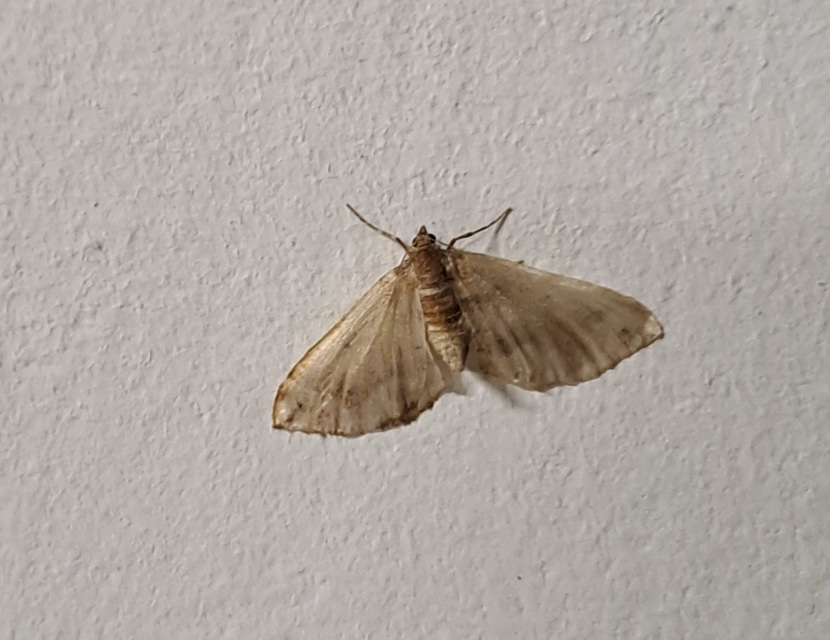 Pelurga comitata - nagy tarkaaraszoló