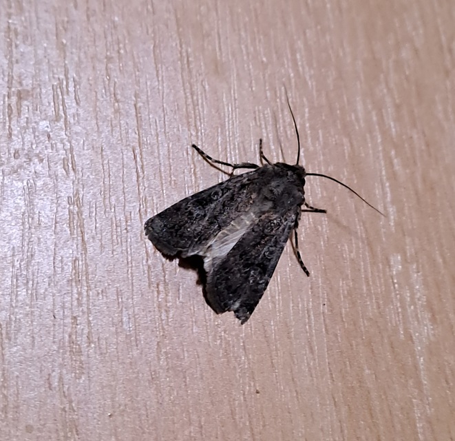 Agrotis bigramma - kétjegyű földibagoly