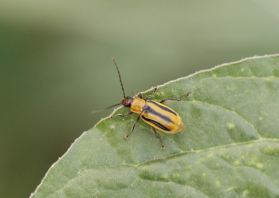 Diabrotica virgifera - amerikai kukoricabogár