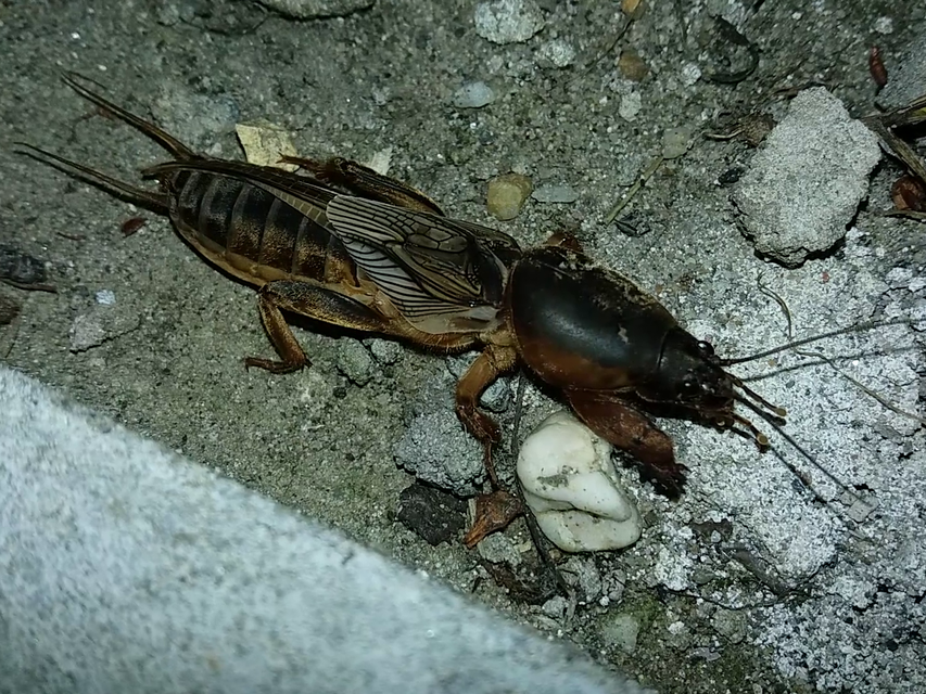 Gryllotalpa