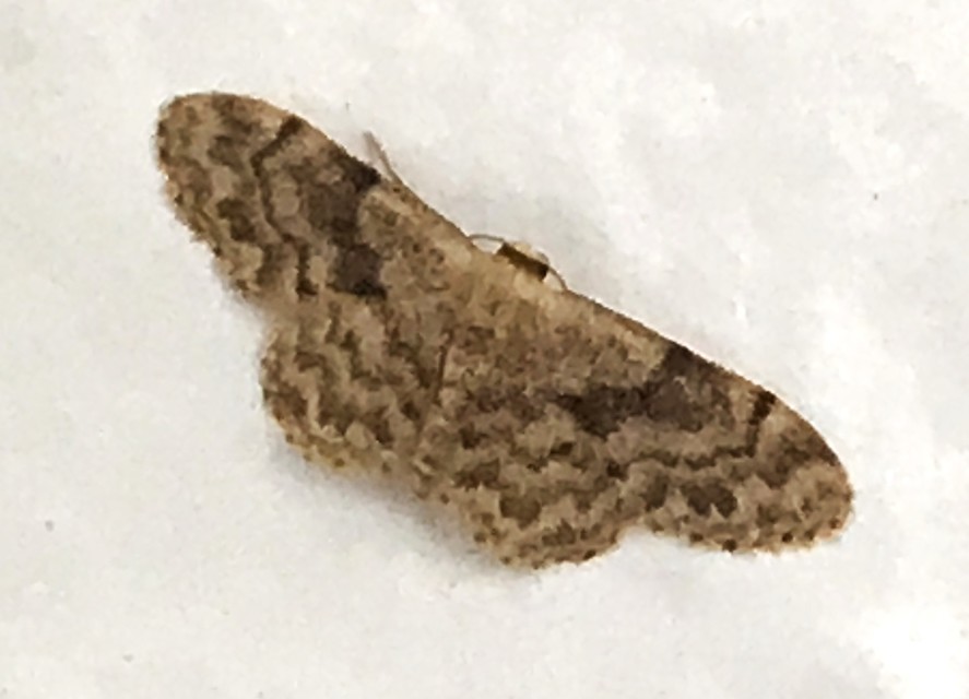 Idaea inquinata - mintás apróaraszoló