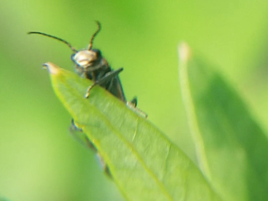Malachius aeneus - nagy bibircsesbogár