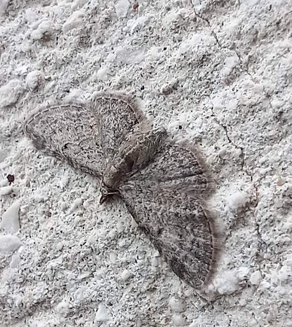 Eupithecia tenuiata - sötétszegélyű törpearaszoló