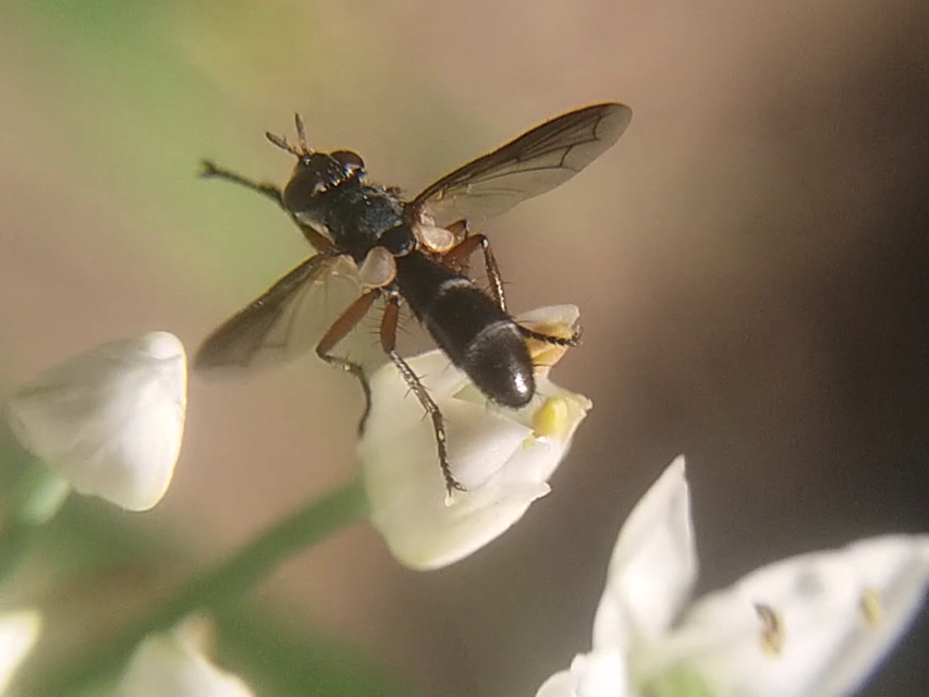 Cylindromyia rufipes