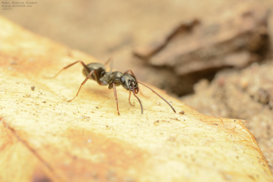 Formica fusca - kormos rabszolgahangya