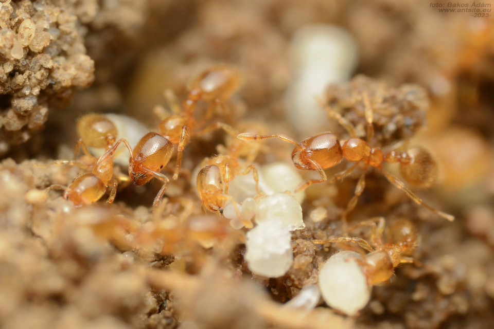 Solenopsis fugax - tolvajhangya