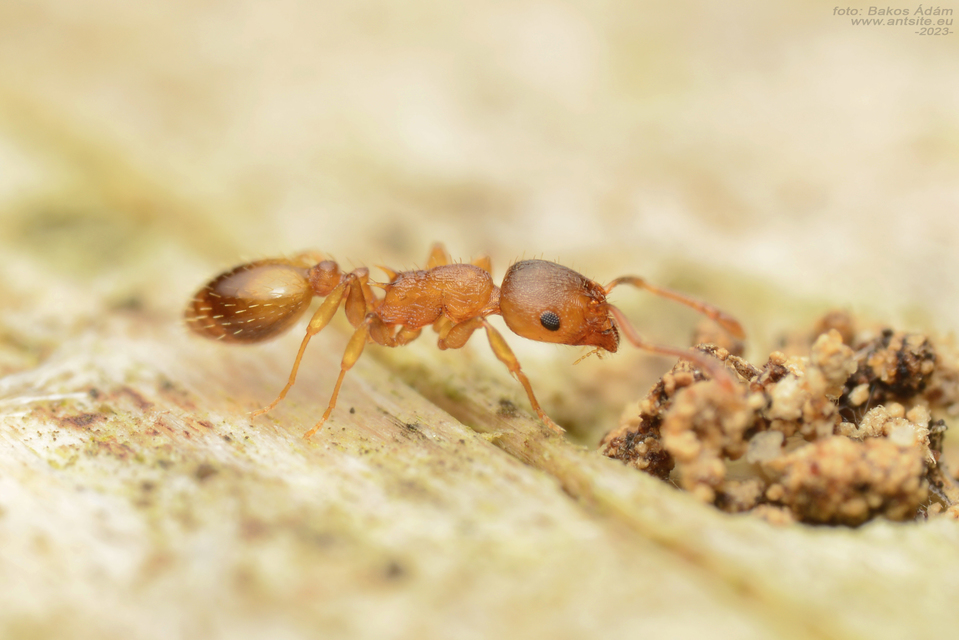Temnothorax crassispinus - gubacslakó kéreghangya