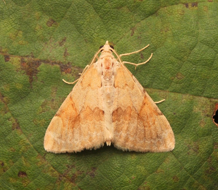 Pennithera firmata - sárgásvörös fenyőaraszoló
