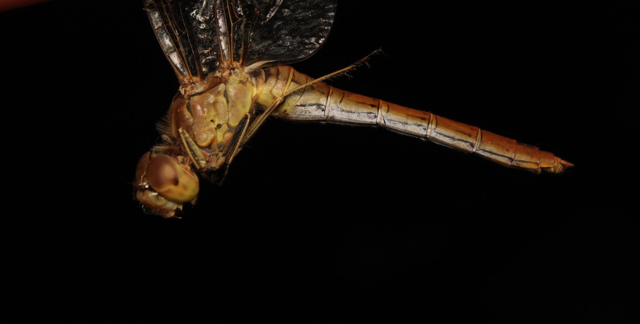Sympetrum meridionale - fakó katona-szitakötő