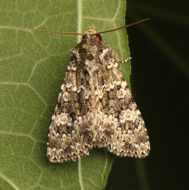 Polymixis polymita - kankalin-tarkabagoly