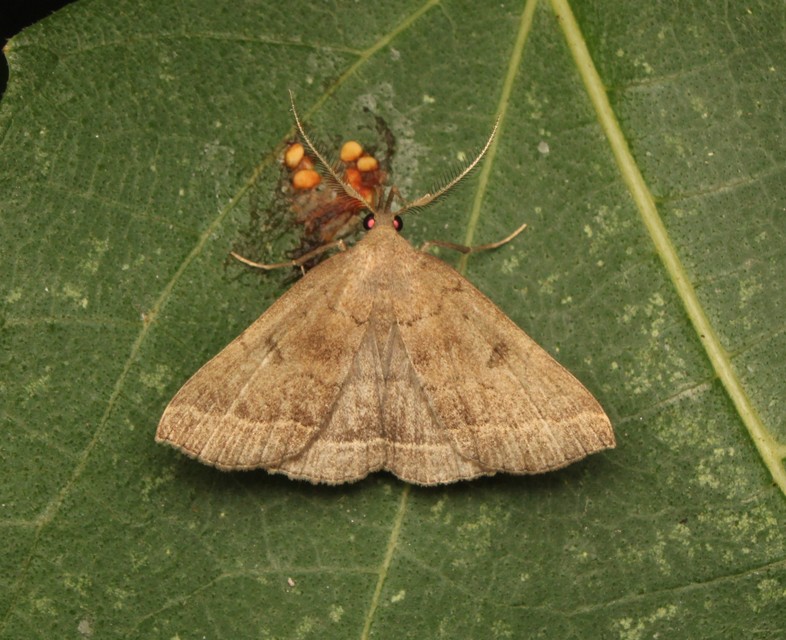 Pechipogo plumigeralis - tollascsápú karcsúbagoly