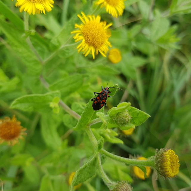 Spilostethus saxatilis - virágbodobács