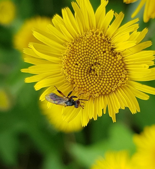 Conopidae - fejeslegyek
