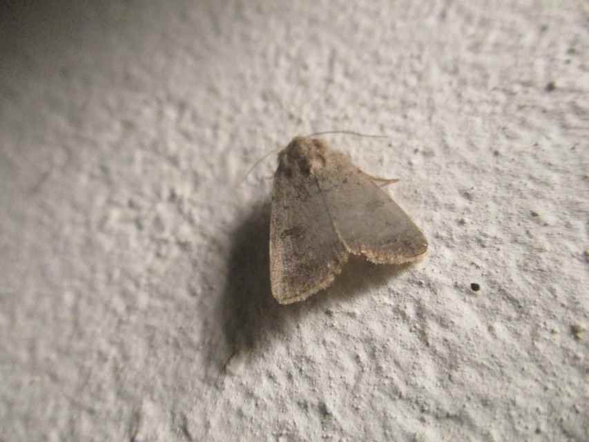 Platyperigea kadenii - kétfoltos selymesbagoly