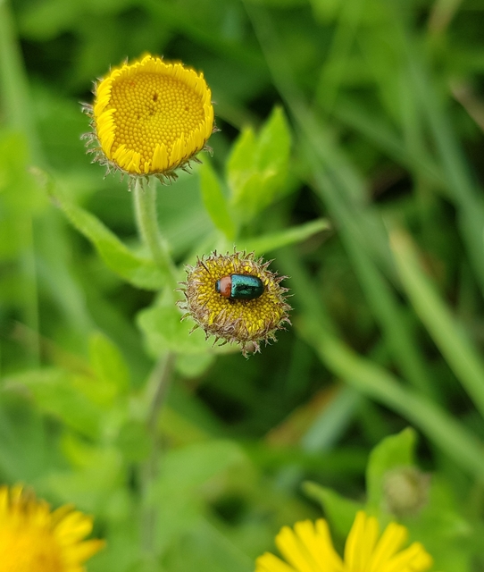 Gastrophysa polygoni - paraj-levélbogár Gastrophysa polygoni - paraj-levélbogár