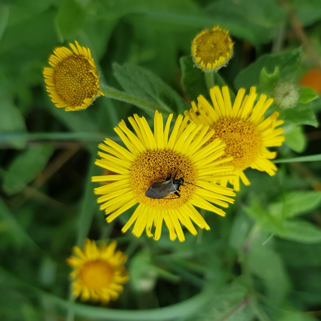 Adelphocoris seticornis - szegélyes mezeipoloska