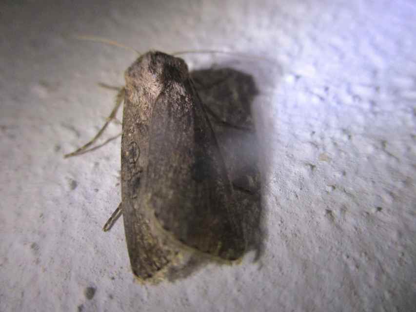 Agrotis bigramma - kétjegyű földibagoly