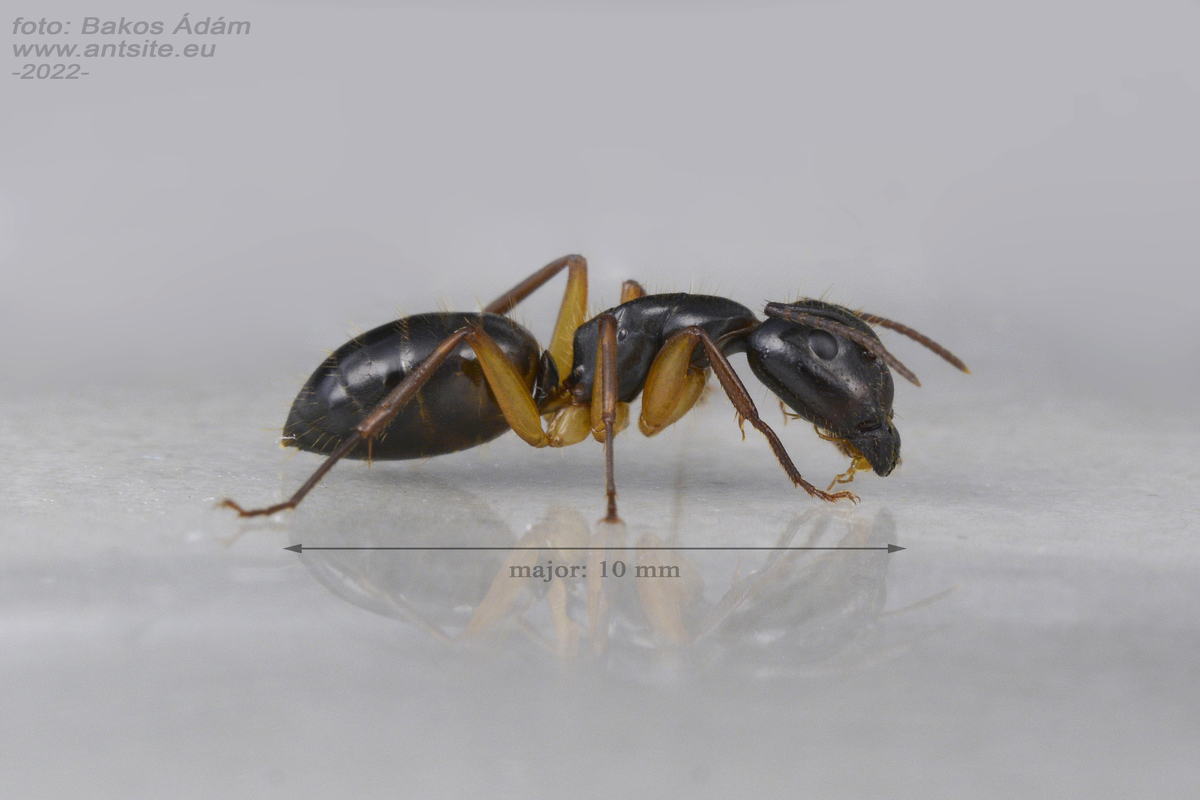 Camponotus tergestinus - sárgalábú lóhangya